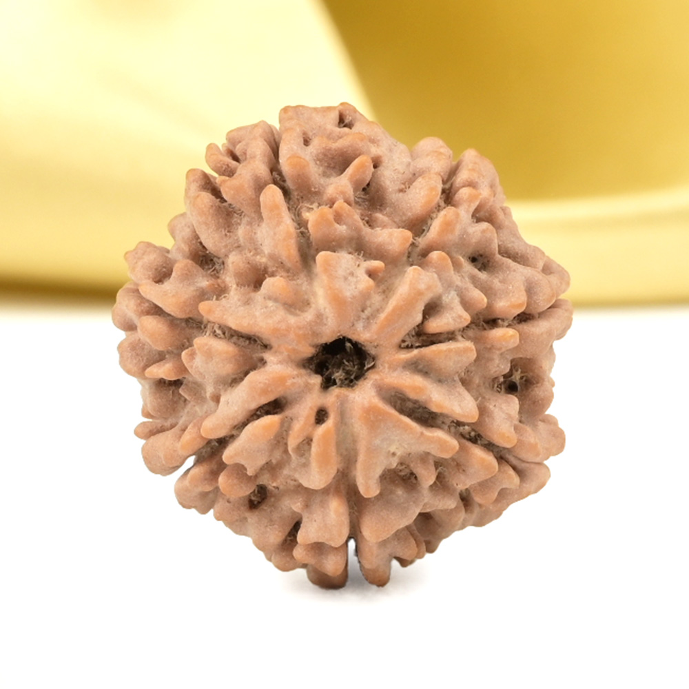 Super Collector 7 Mukhi from Nepal - DCLII