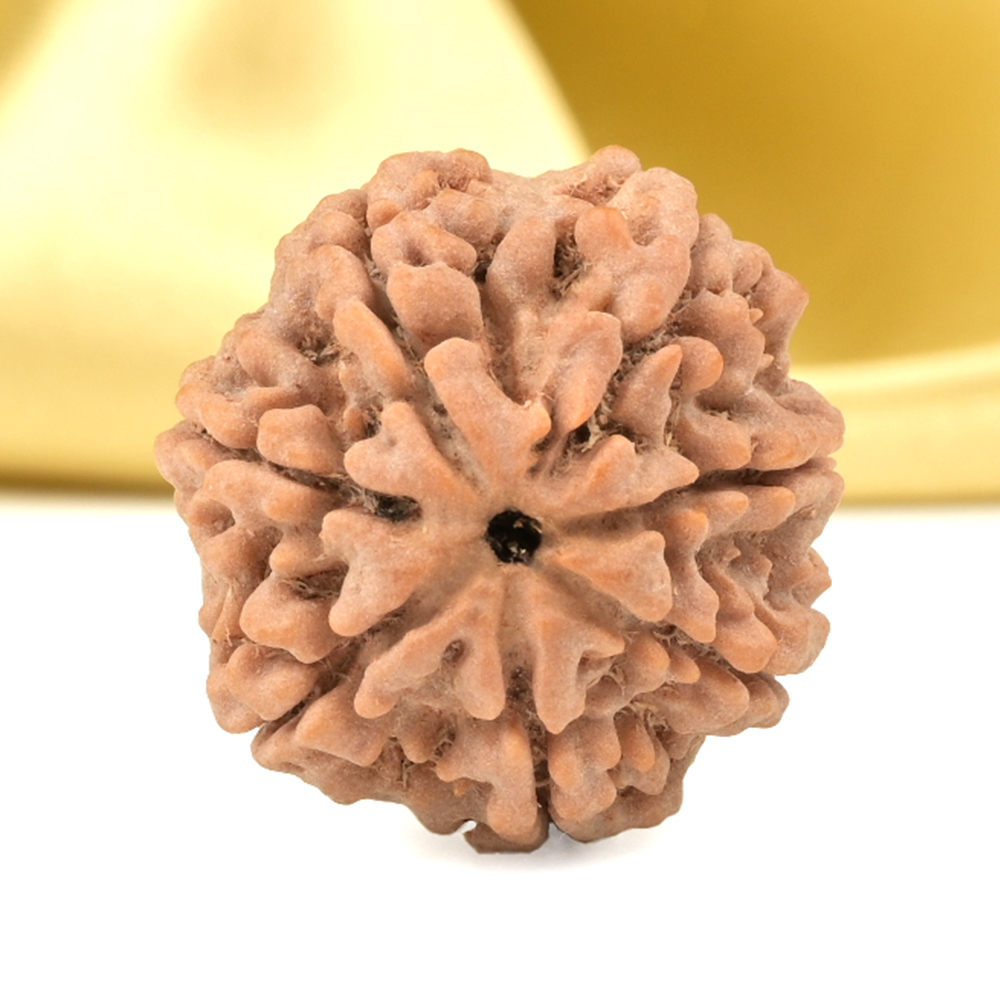 Super Collector 7 Mukhi from Nepal - DCLIII