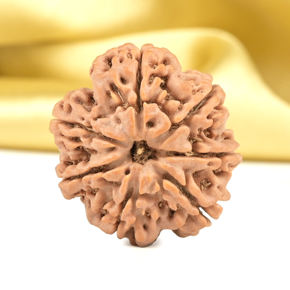 Super Collector 7 Mukhi from Nepal - DCLIV