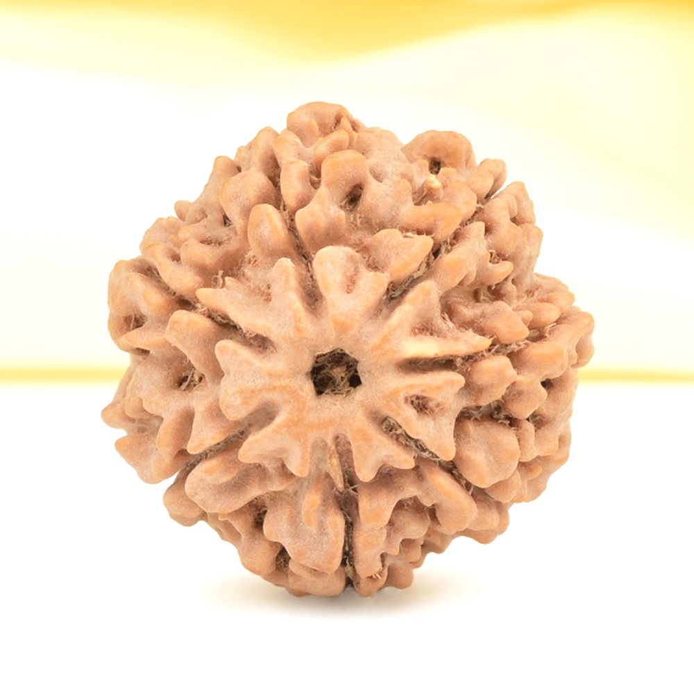 Super Collector 7 Mukhi from Nepal - DCLVII