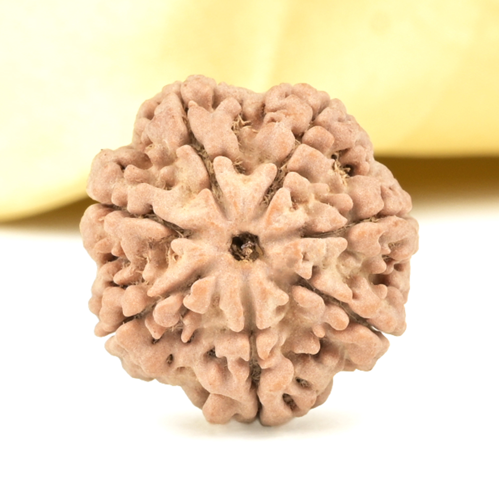 Super Collector 7 Mukhi from Nepal - DCLXII