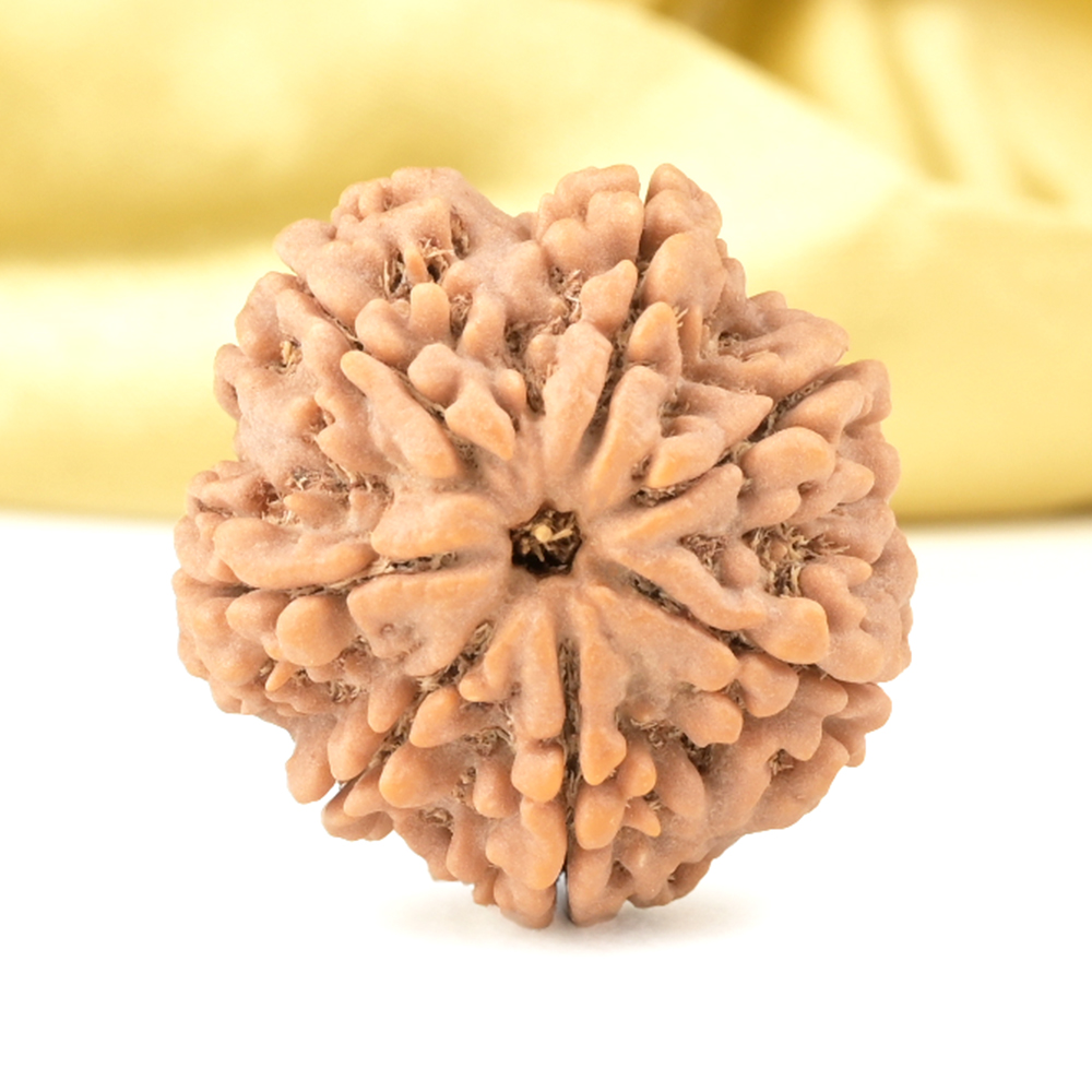 Super Collector 7 Mukhi from Nepal - DCLXIII