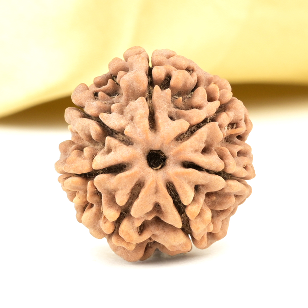 Super Collector 7 Mukhi from Nepal - DCLXIV