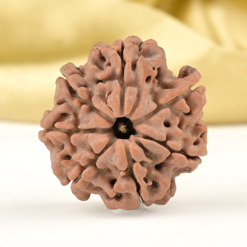 Super Collector 7 Mukhi from Nepal - DCLXVII