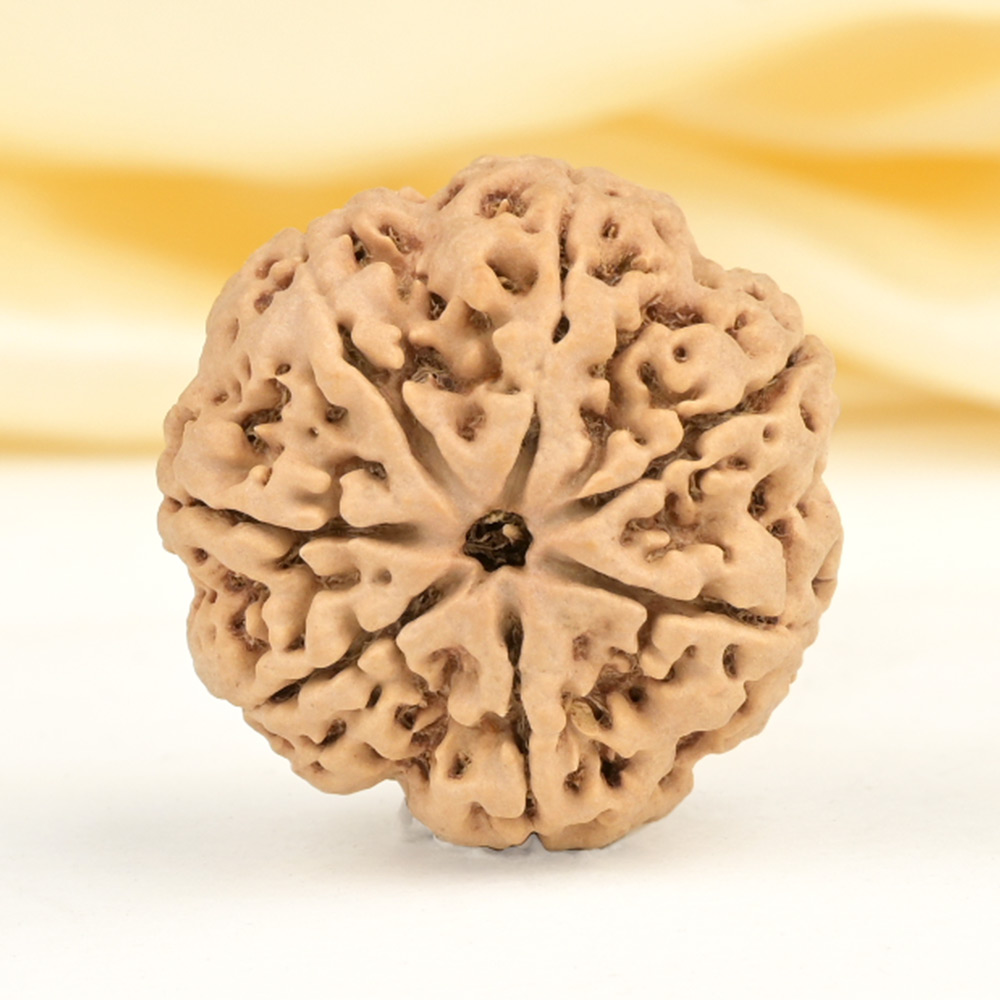 Super Collector 7 Mukhi from Nepal - DCLXVIII