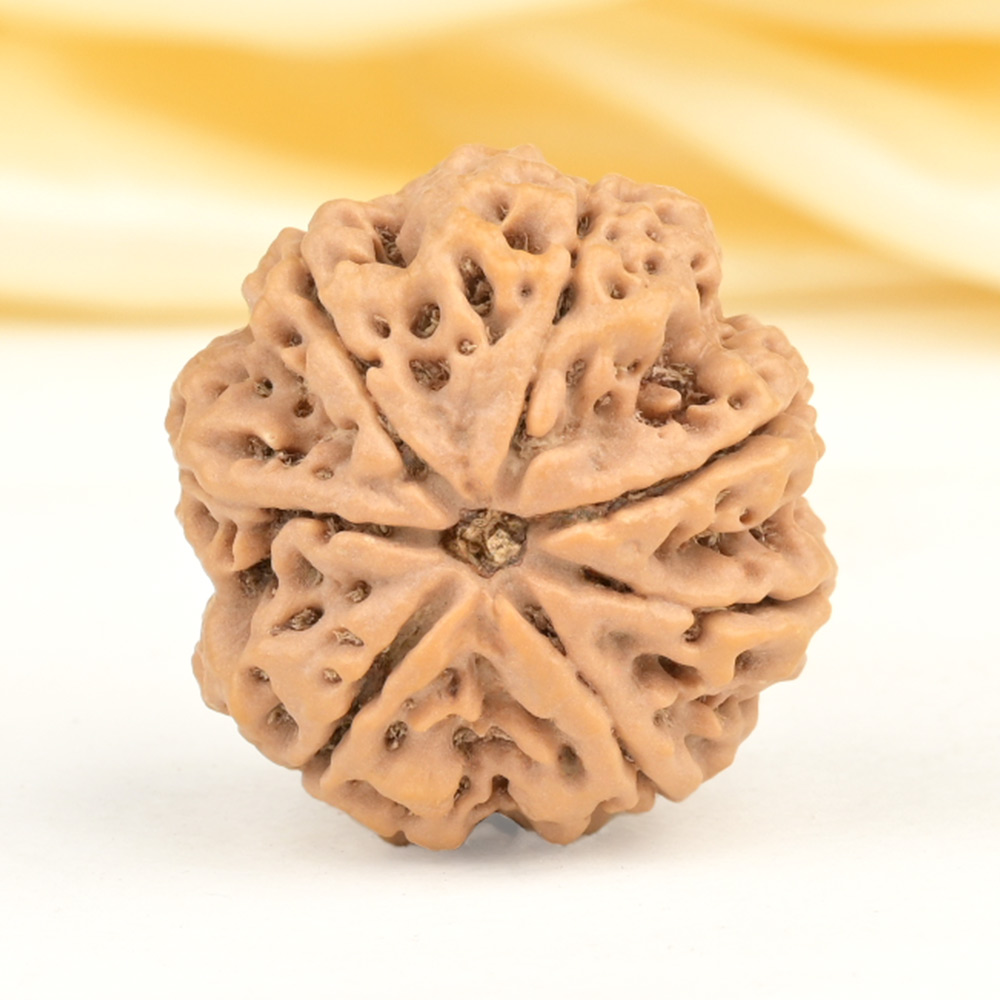 Super Collector 7 Mukhi from Nepal - DCLXX