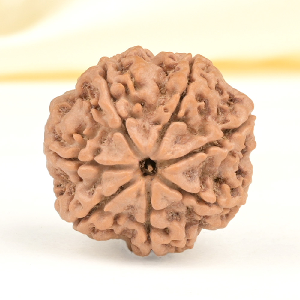 Super Collector 7 Mukhi from Nepal - DCLXXI