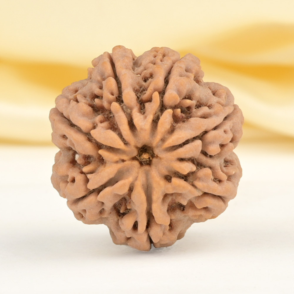 Super Collector 7 Mukhi from Nepal - DCLXXII