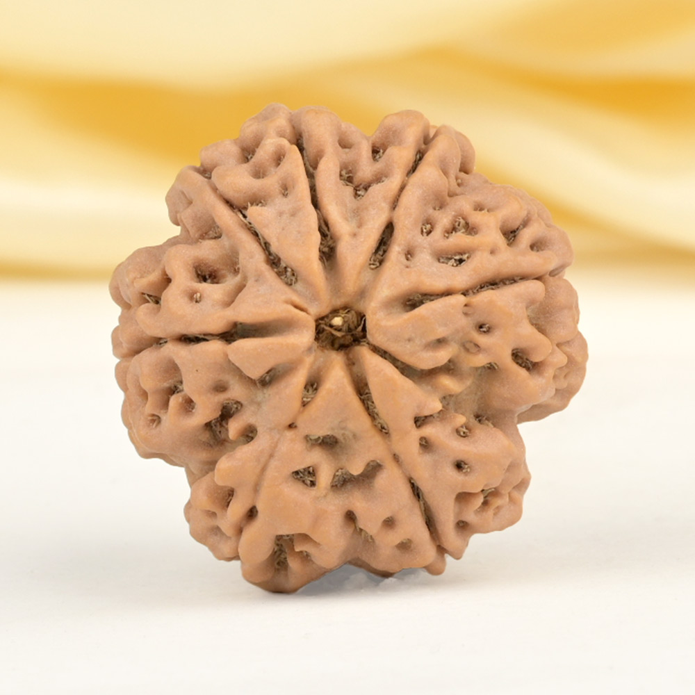 Super Collector 7 Mukhi from Nepal - DCLXXIII