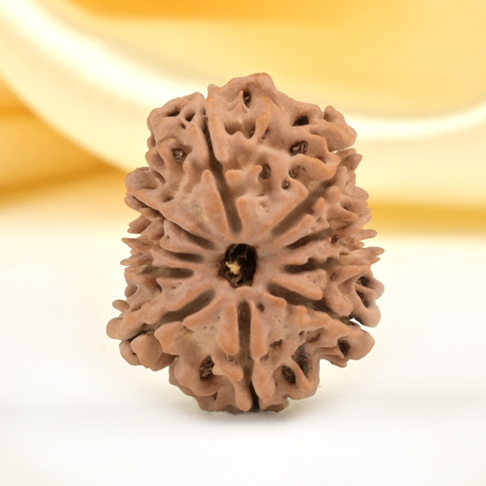 10 Mukhi from Nepal Small - CDLI