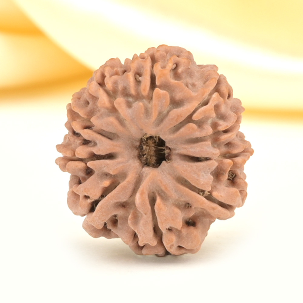 10 Mukhi from Nepal Small - CDLII