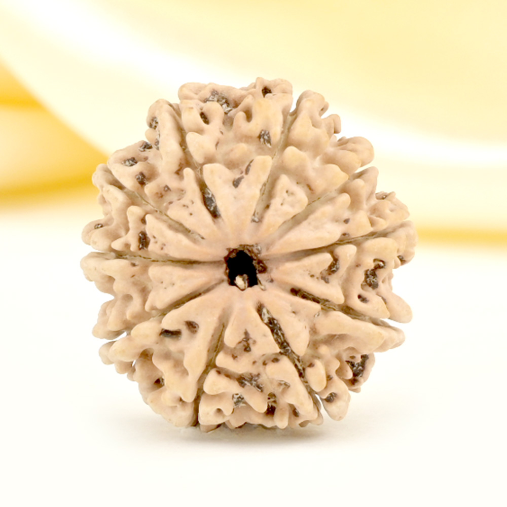 10 Mukhi from Nepal Small - CDLIII