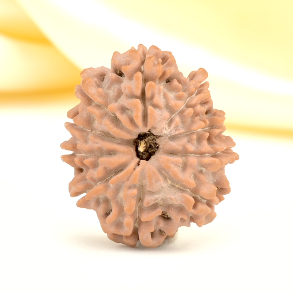 10 Mukhi from Nepal Small - CDLIV