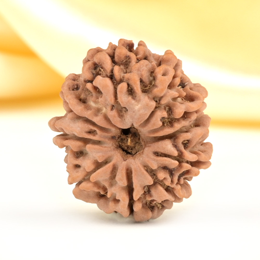 10 Mukhi from Nepal Small - CDLIX