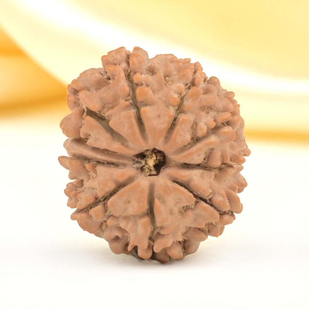 10 Mukhi from Nepal Small - CDLX