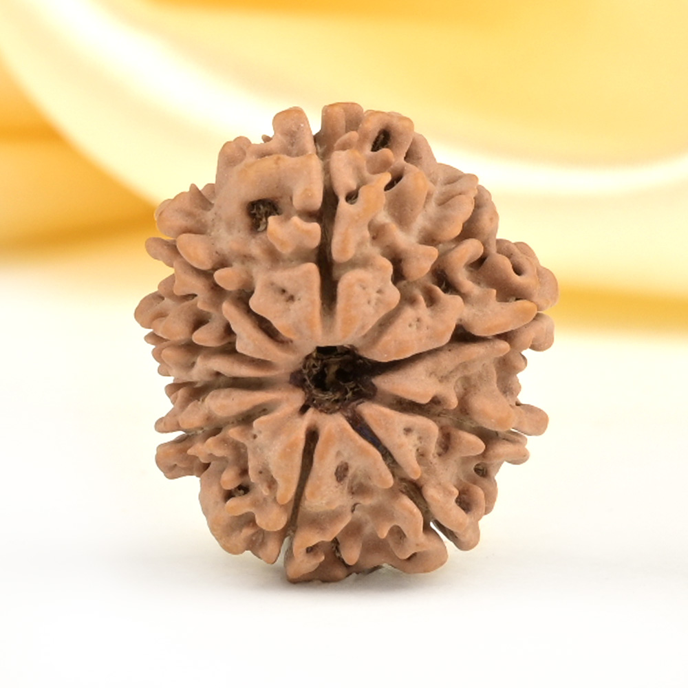 10 Mukhi from Nepal Small - CDLXI