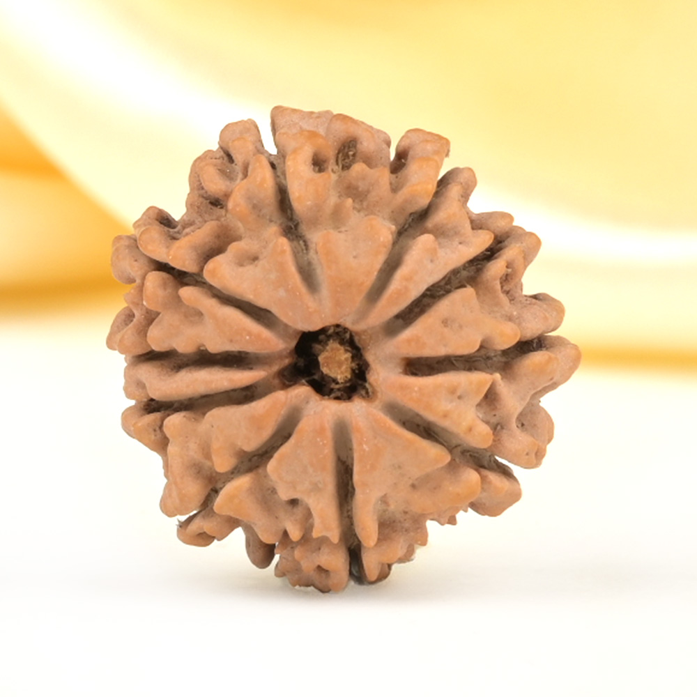 10 Mukhi from Nepal Small - CDLXII