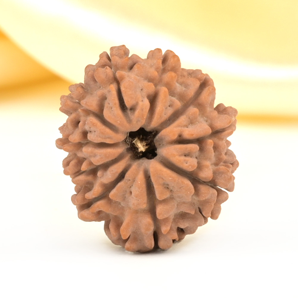 10 Mukhi from Nepal Small - CDLXIII