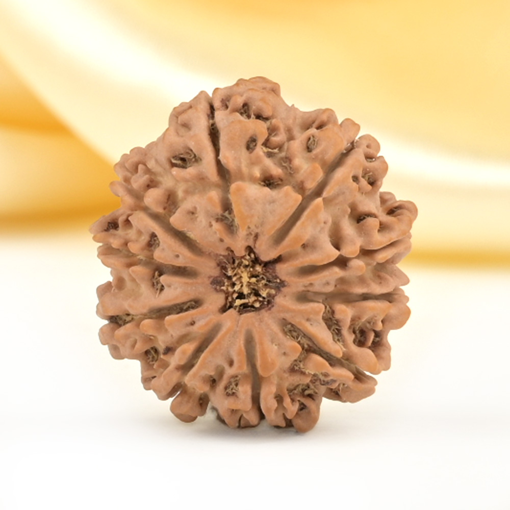 10 Mukhi from Nepal Small - CDLXIV