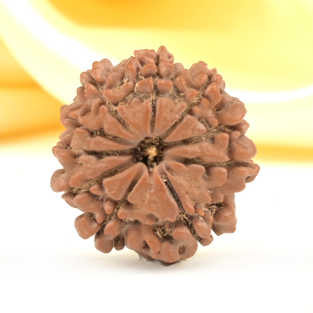 10 Mukhi from Nepal Small - CDLXV