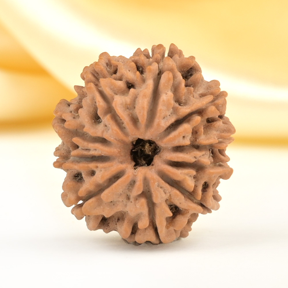 10 Mukhi from Nepal Small - CDLXVI