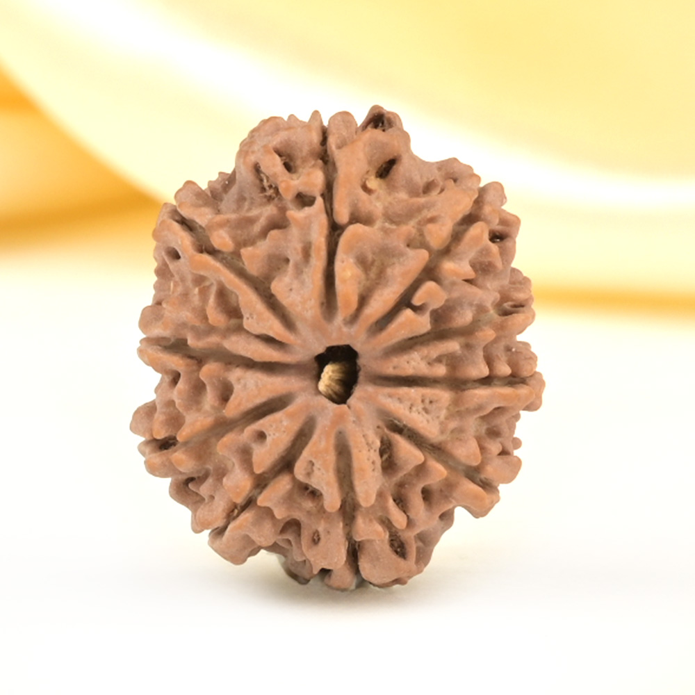 10 Mukhi from Nepal Small - CDLXVII