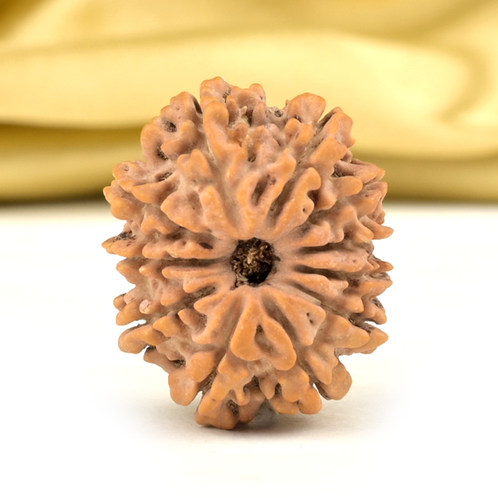 11 Mukhi from Nepal Small - CCCLXX