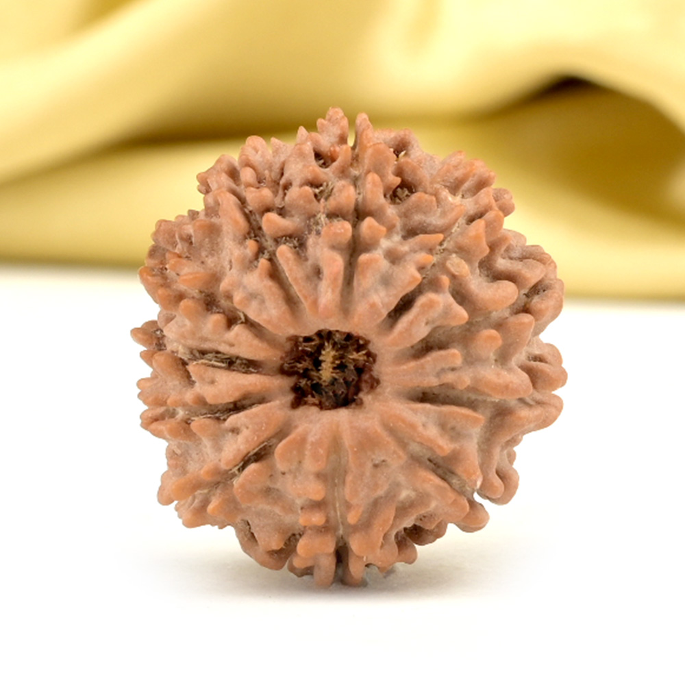 11 Mukhi from Nepal Small - CCCLXXI