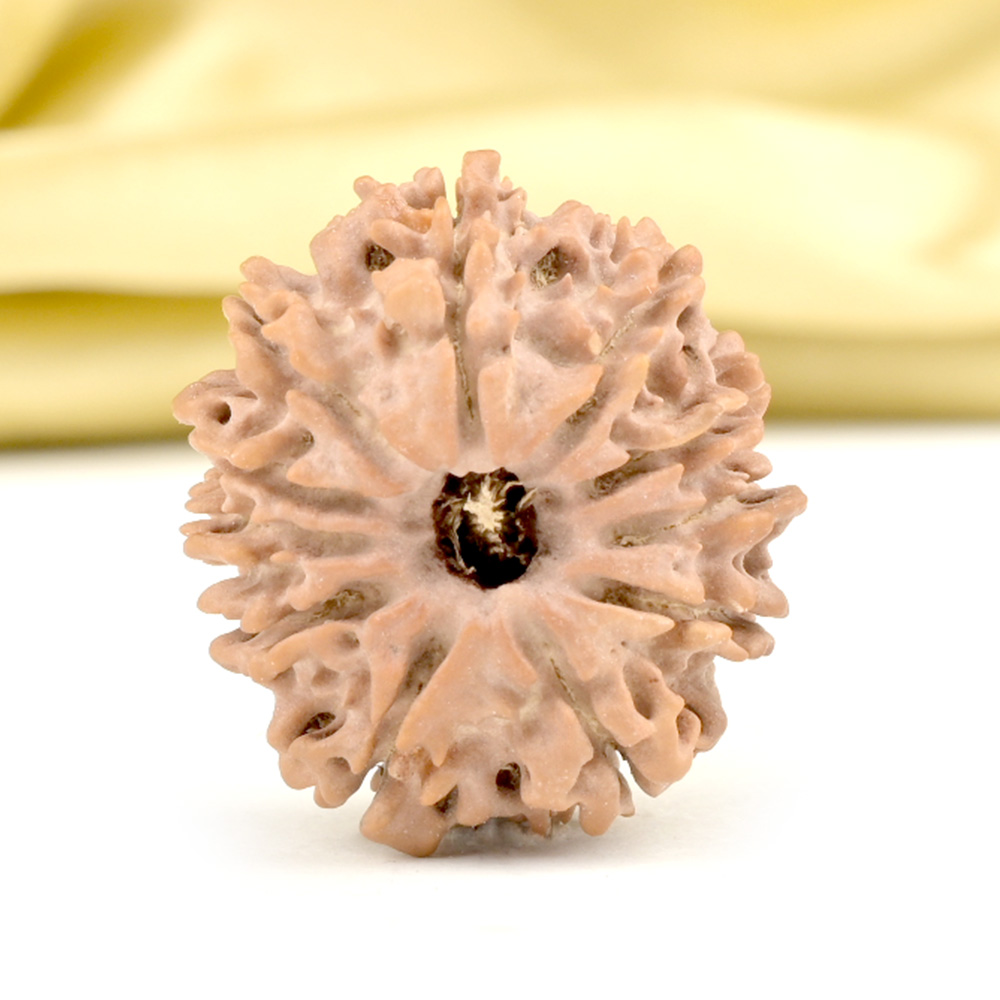 11 Mukhi from Nepal Small - CCCLXXIII