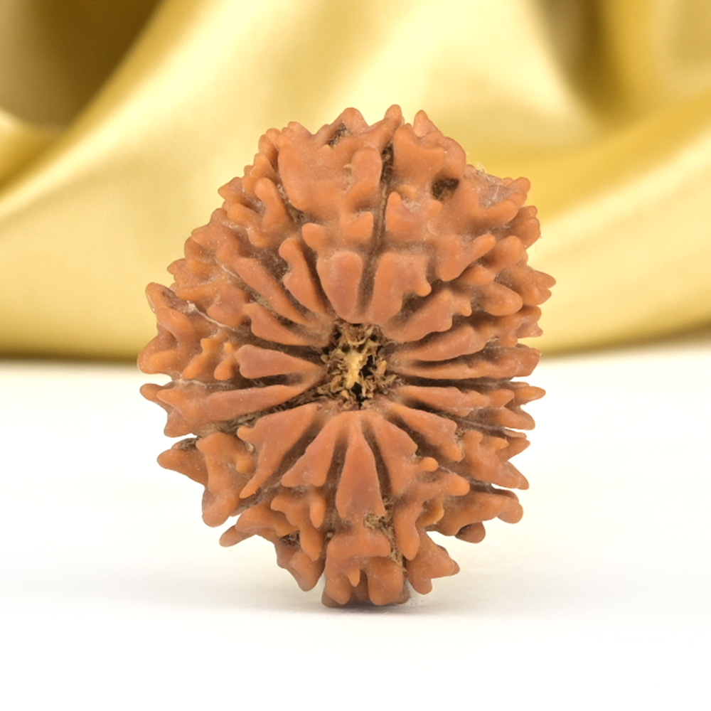 16 Mukhi from Nepal Small - XLI