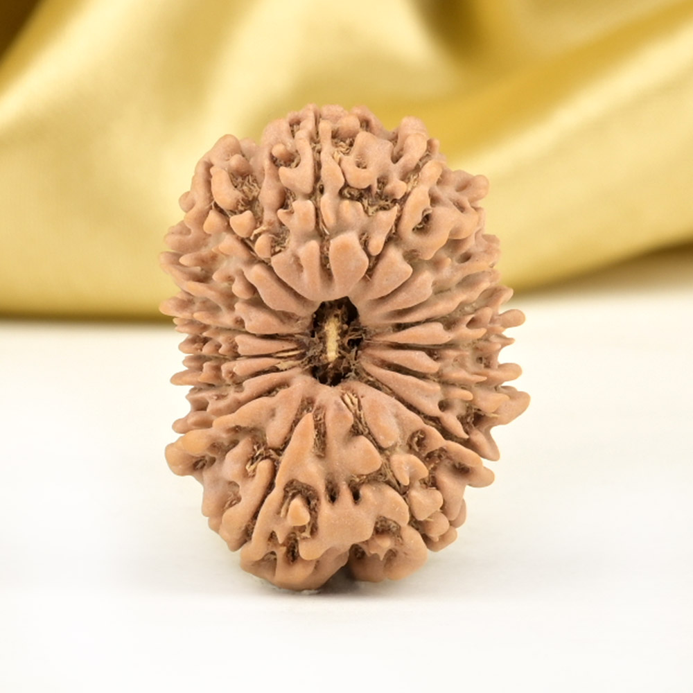 16 Mukhi from Nepal Small - XLII