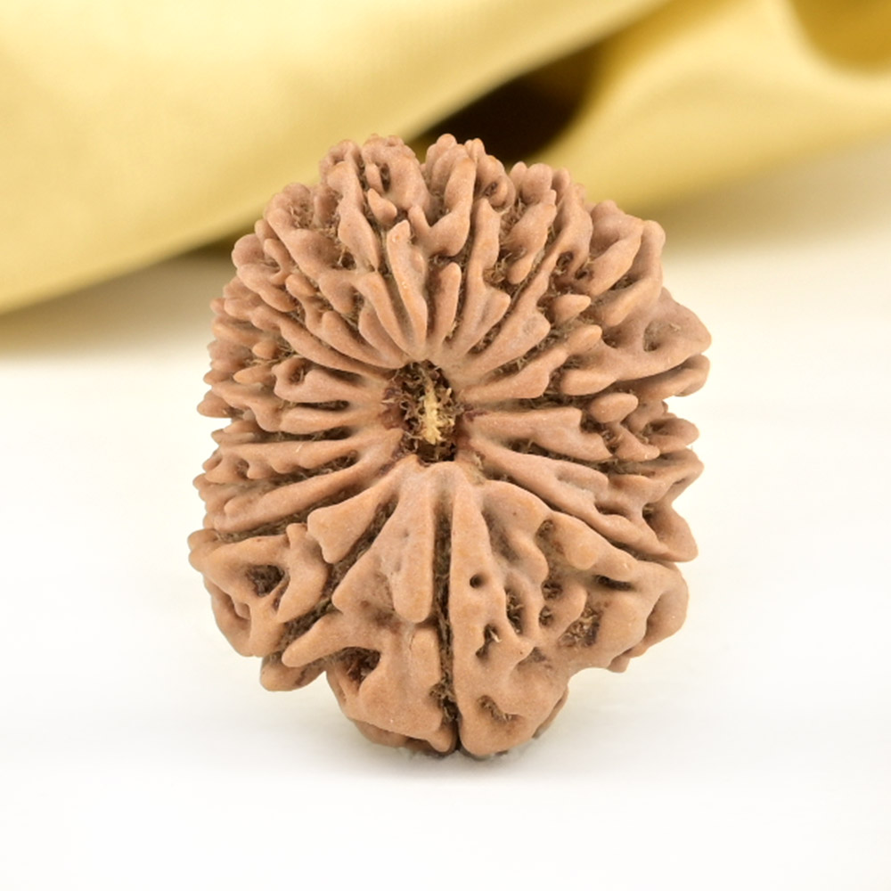 16 Mukhi from Nepal Small - XLIII