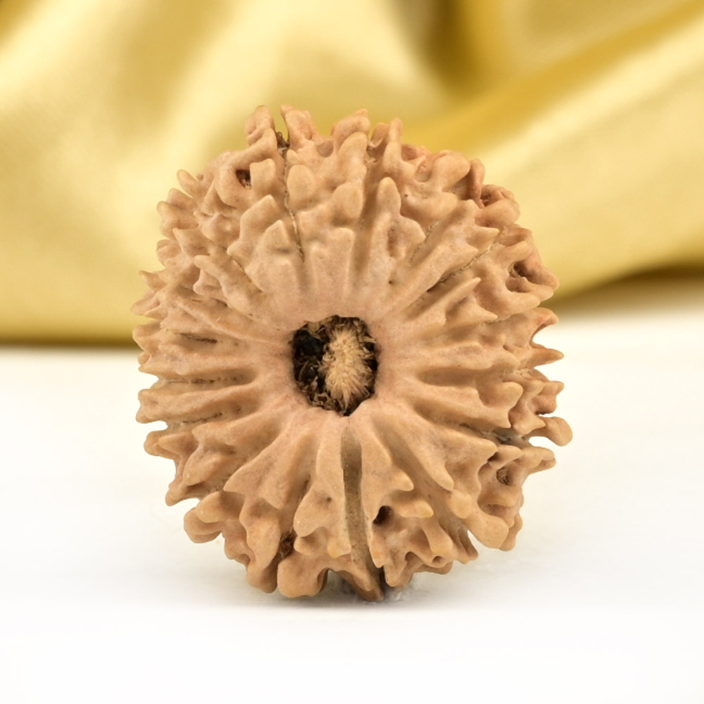 16 Mukhi from Nepal Small - XLIV