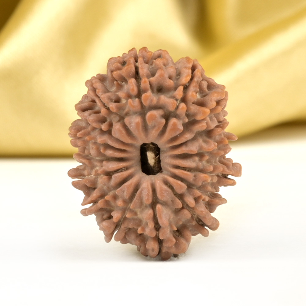 16 Mukhi from Nepal Small - XLV