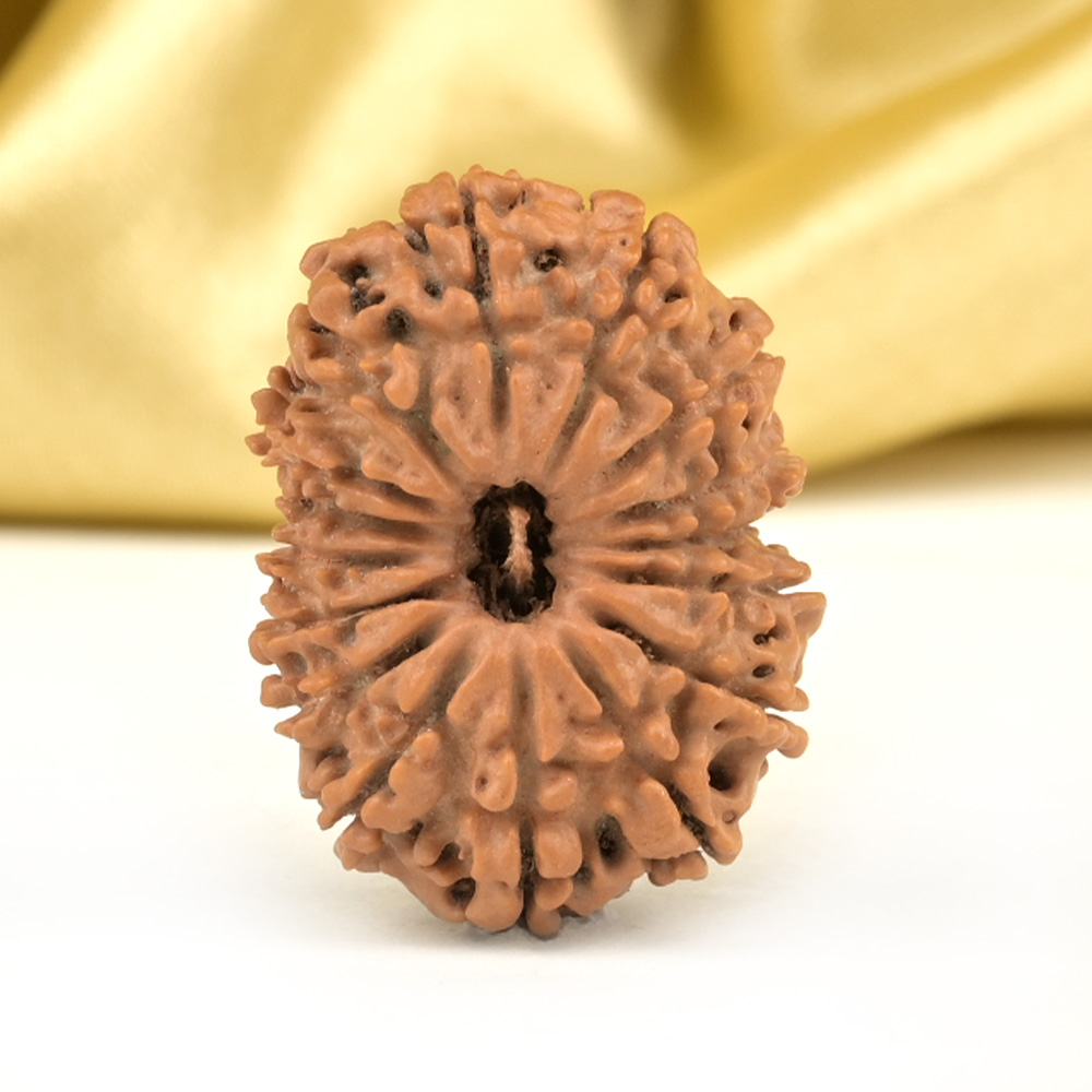 16 Mukhi from Nepal - CLXXIII