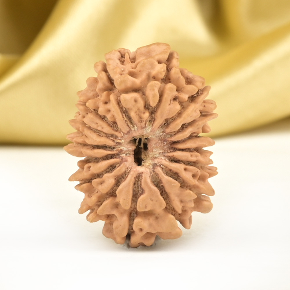 16 Mukhi from Nepal - CLXXIV