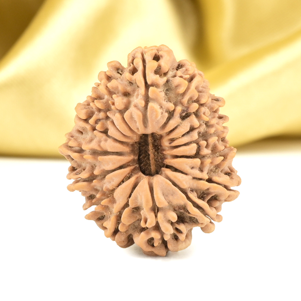 16 Mukhi from Nepal - CLXXV