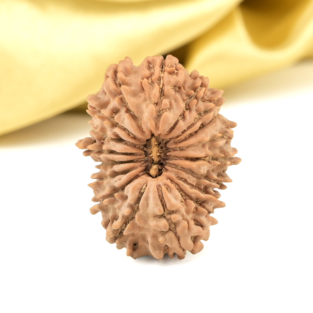 18 Mukhi from Nepal Small - III