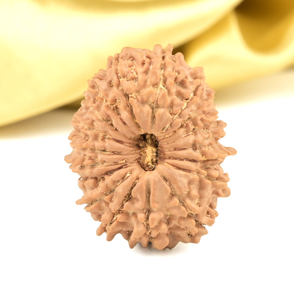 18 Mukhi from Nepal - CLXI