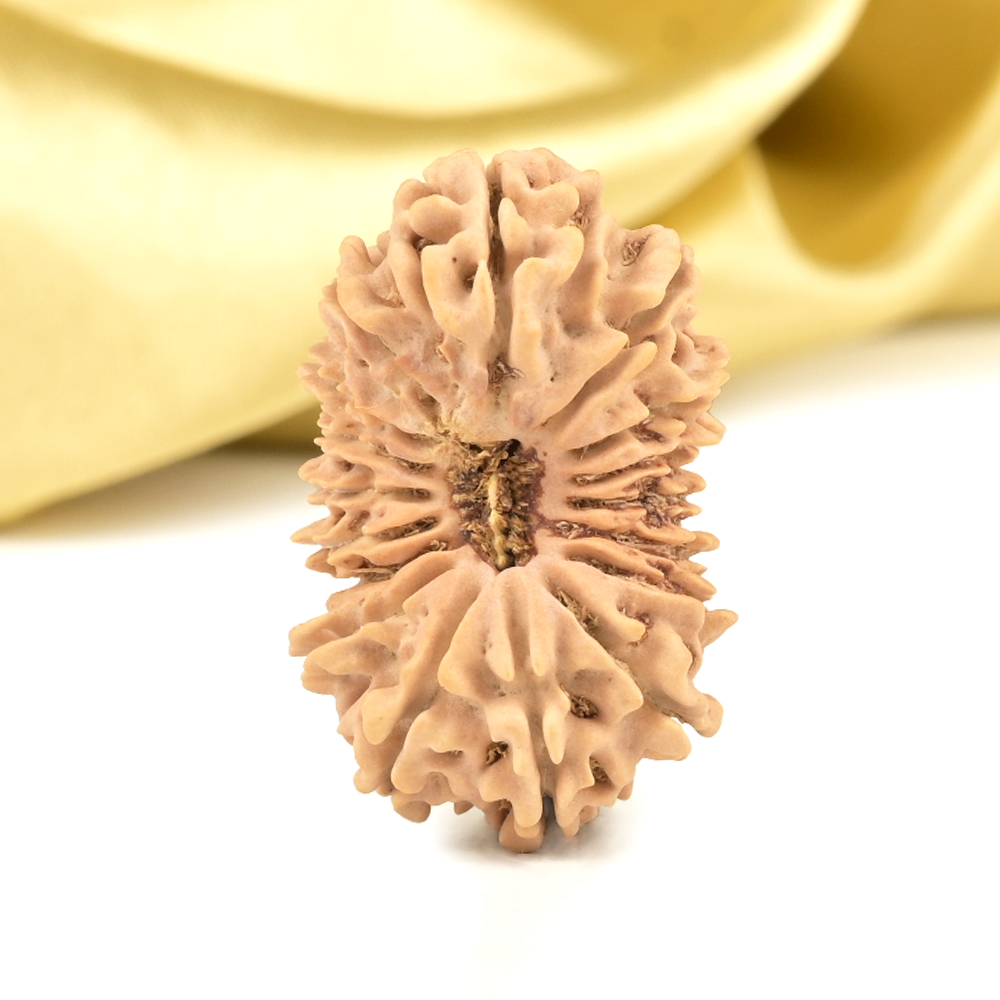 17 Mukhi from Nepal Large - XV