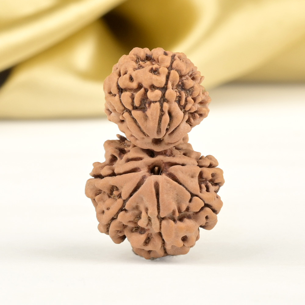 Garbh Gauri 10 Mukhi from Nepal Small - II