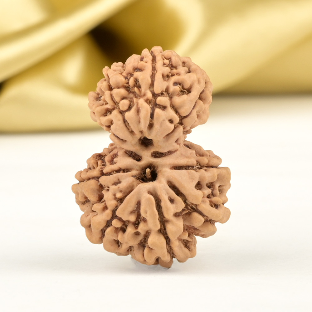 Garbh Gauri 10 Mukhi from Nepal - I