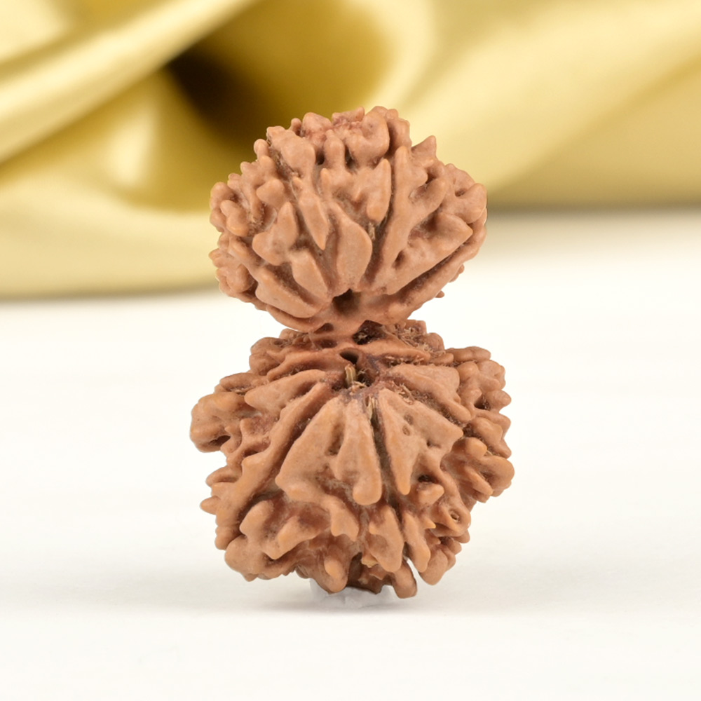 Garbh Gauri 11 Mukhi from Nepal Small - I