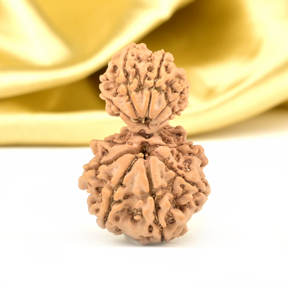 Garbh Gauri 11 Mukhi from Nepal - IV