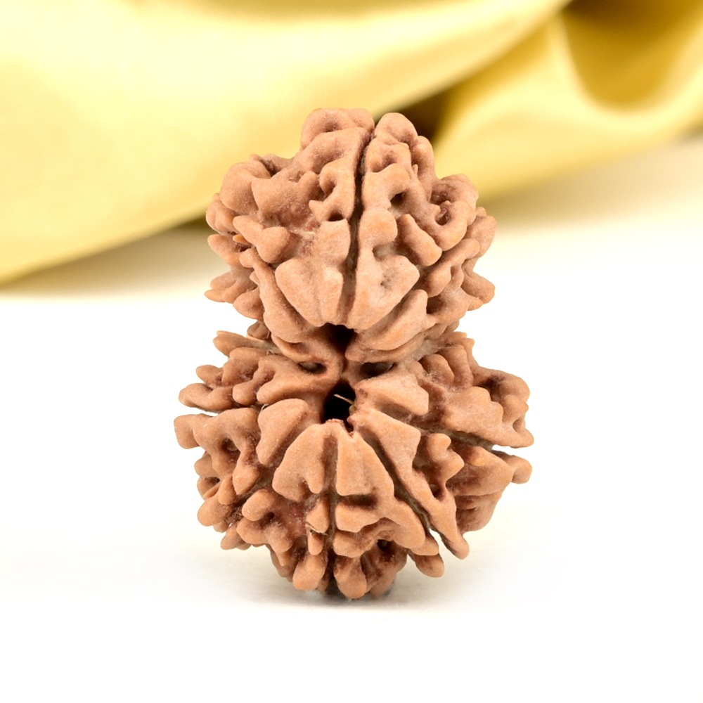 Garbh Gauri 12 Mukhi from Nepal Small - I