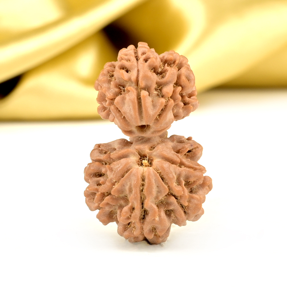 Garbh Gauri 12 Mukhi from Nepal - II