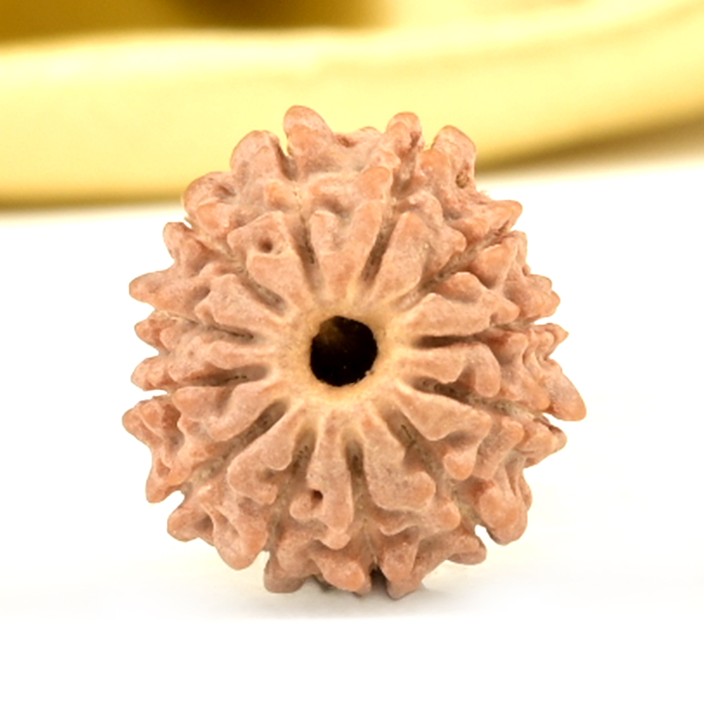 12 Mukhi from Nepal - Extra Small