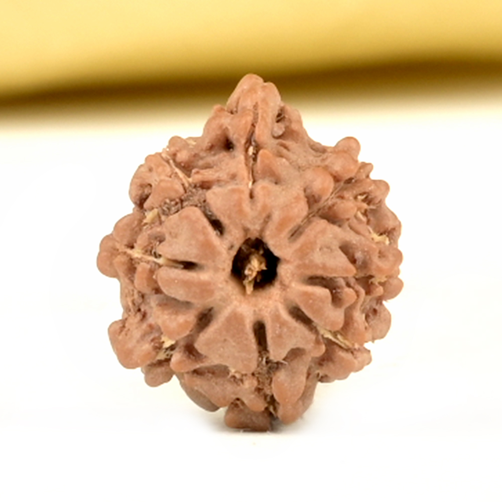 Ganesh Rudraksha 7 Mukhi from Nepal Small - I