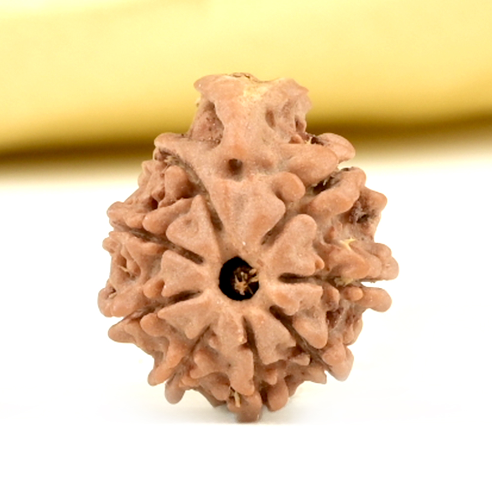 Ganesh Rudraksha 8 Mukhi from Nepal Small - II
