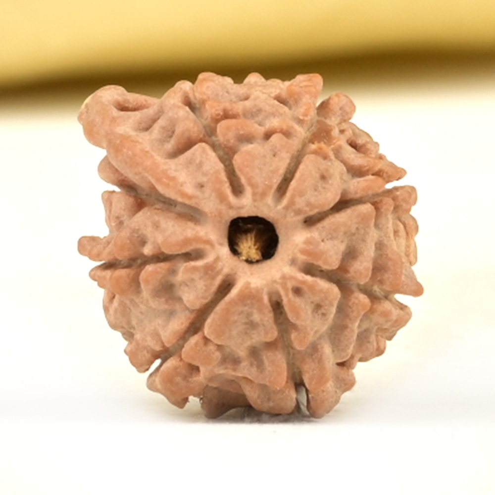 Ganesh Rudraksha 8 Mukhi from Nepal Small - III